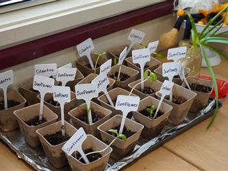 Labeled plants