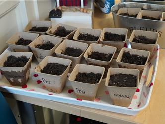 Seedlings in classroom